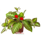 Tanaman Hias Episcia Cupreata Begonia Beludru Coklat Silver Gantung Penutup Tanah EP-CS
