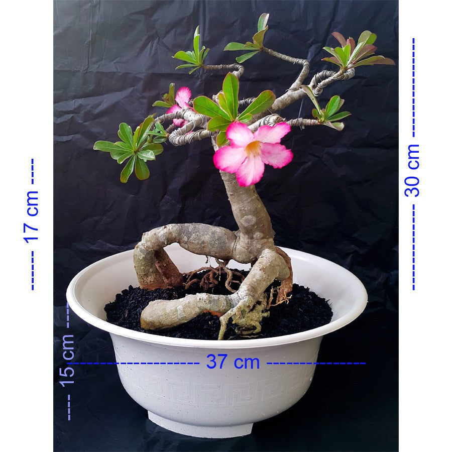 Tanaman Hias Bonsai Adenium Arabicum Obesum Kamboja Jepang B-KJ-001TP