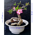 Tanaman Hias Bonsai Adenium Arabicum Obesum Kamboja Jepang B-KJ-001TP