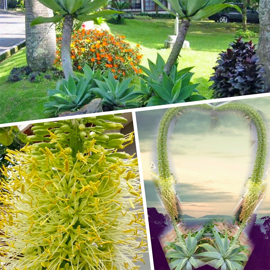 Siklok Hijau Bunga Cinta Agave Attenuata Nanas Nanasan Tanaman Hias Bibit SIKLOK-2025