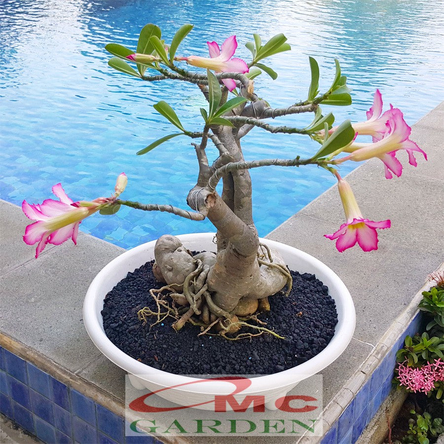 Tanaman Hias Bonsai Mame Adenium Arabicum Obesum Kamboja Jepang B-KJ-004