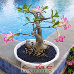 Bibit Benih Tanaman Bonsai Adenium Bonggol Besar Arabicum Obesum Kamboja Jepang B-KJ-A-1015