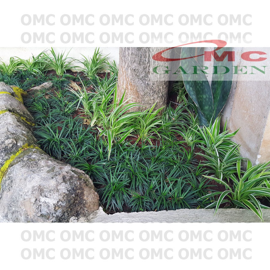 Tanaman Hias Rumput Kucay Kucae Kucai Mini Bordir List Lis RKCM