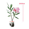 Nerium Oleander Bunga Jepun Jpun Mentega Pink Muda Tanaman Hias Bibit 2030