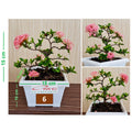 Tanaman Hias Bonsai Bonsae Mame Soka Mini Asoka Jepang Ixora Pink Jambon Merah Muda B-SMP-009