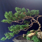 Bonsai Mame Cemara Air Angin Embun Laut Angin Balon Adas Tanaman Hias 001