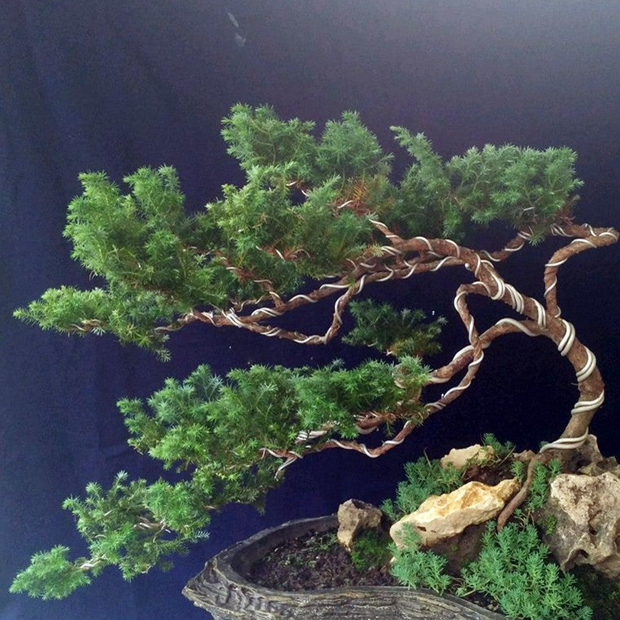 Bonsai Mame Cemara Air Angin Embun Laut Angin Balon Adas Tanaman Hias 001