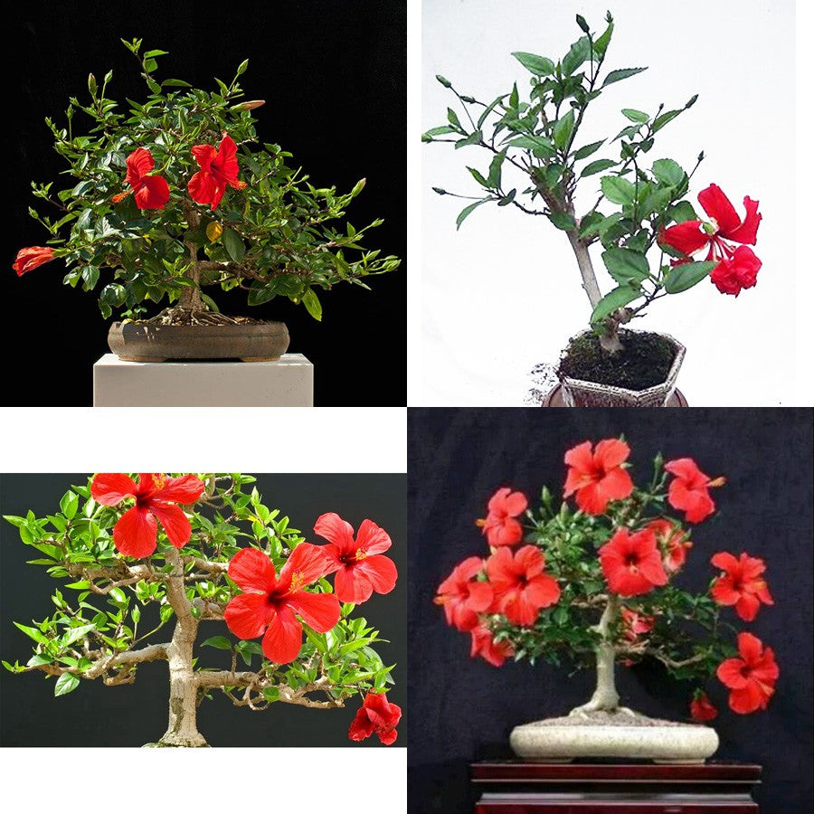 Bonsai Bonsae Mame Kembang Sepatu Bunga Raya Hibiscus Worawari Rosa Dinensis Merah Tanaman Hias 001