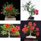 Bonsai Bonsae Mame Kembang Sepatu Bunga Raya Hibiscus Worawari Rosa Dinensis Merah Tanaman Hias 001