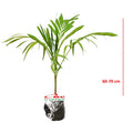Tanaman Hias Palm Palem Putri Christmas Veitchia Adonidia Merrillii Bibit PP-6070