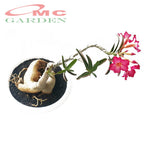 Tanaman Hias Bonsai Adenium Arabicum Obesum Kamboja Jepang B-KJ-010