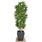 Song of Jamaica Jamaika Dracaena Dracena Reflexa Wali Tanaman 1020