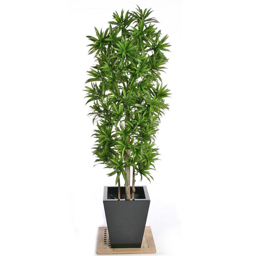 Song of Jamaica Jamaika Dracaena Dracena Reflexa Wali Tanaman 2030