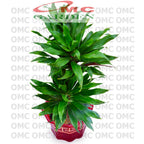 Tanaman Hias Dracaena Dracena Compacta Green Jewel Hanjuang Andong Kemoceng DC-2030