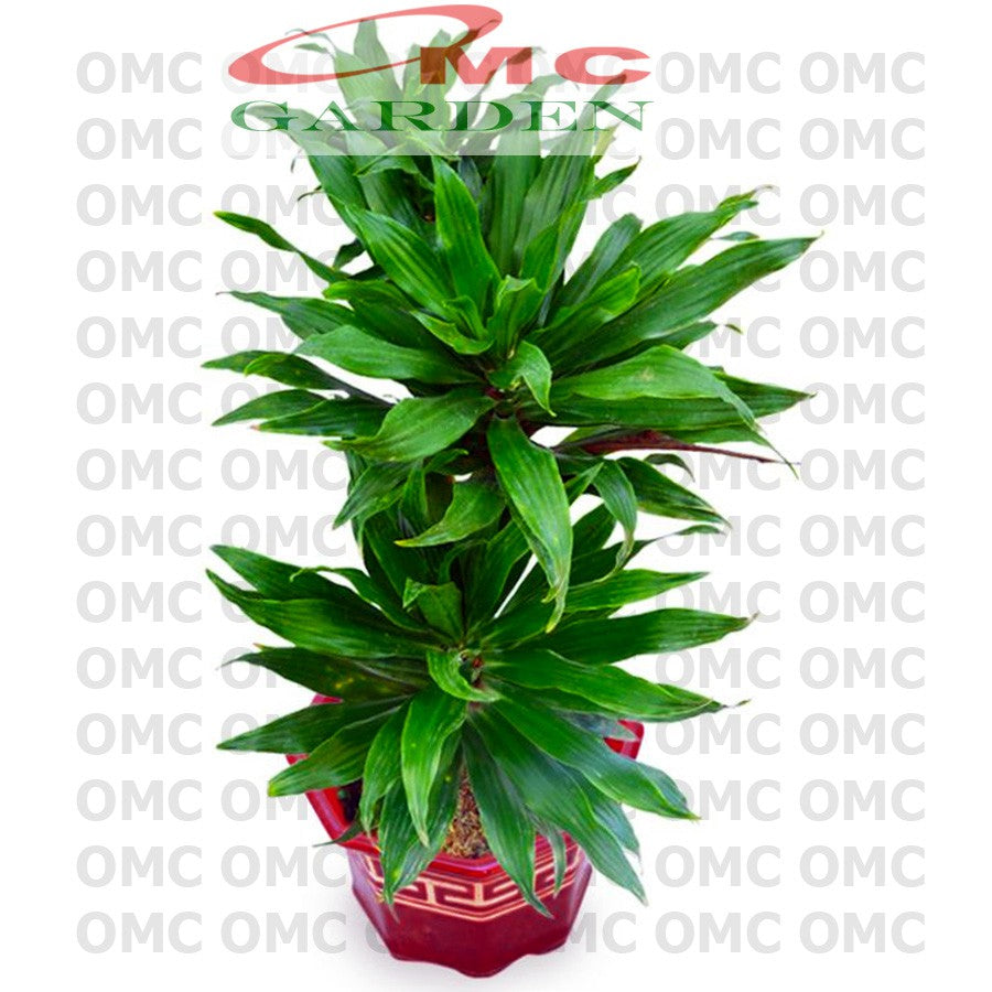 Tanaman Hias Dracaena Compacta Green Jewel Hanjuang Andong Kemoceng DC-5060