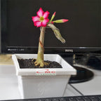 Tanaman Hias Bonsai Mame Adenium Arabicum Obesum Kamboja Jepang B-KJ-007