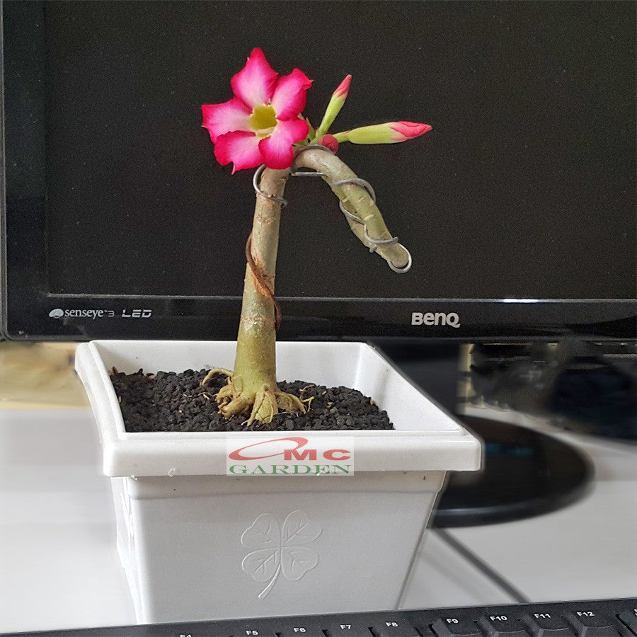 Tanaman Hias Bonsai Mame Adenium Arabicum Obesum Kamboja Jepang B-KJ-007