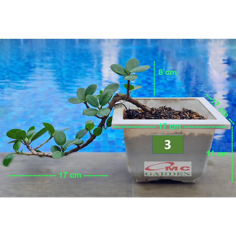 Tanaman Hias Pohon Bonsai Mame Beringin Korea Mini Dolar B-BK-012