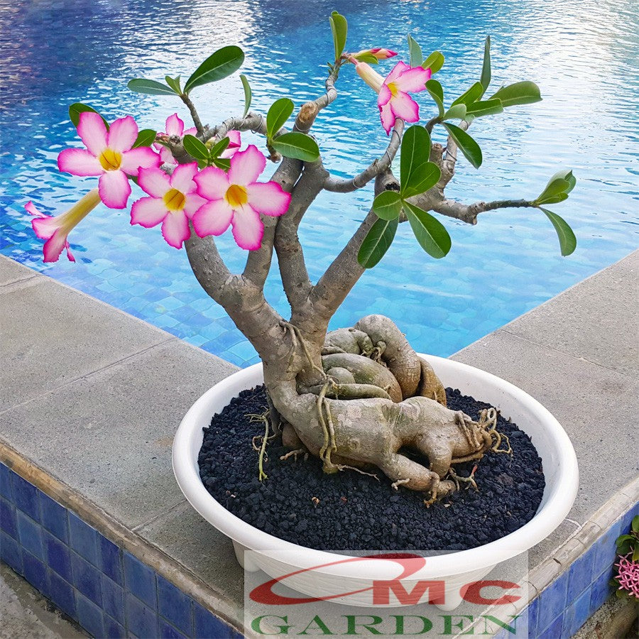 Bibit Benih Tanaman Bonsai Adenium Bonggol Besar Arabicum Obesum Kamboja Jepang B-KJ-0510