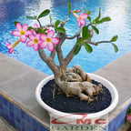 Bibit Benih Tanaman Bonsai Adenium Bonggol Besar Arabicum Obesum Kamboja Jepang B-KJ-0510