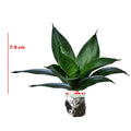 Lidah Mertua Mini Sansevieria Sansivera Pagoda Hahnii Jade Hijau 0709