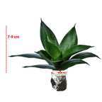 Lidah Mertua Mini Sansevieria Sansivera Pagoda Hahnii Jade Hijau 0709