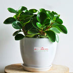 Tanaman Hias Teplan Peperomia Jade Hijau Indoor Air TPL-H-1020