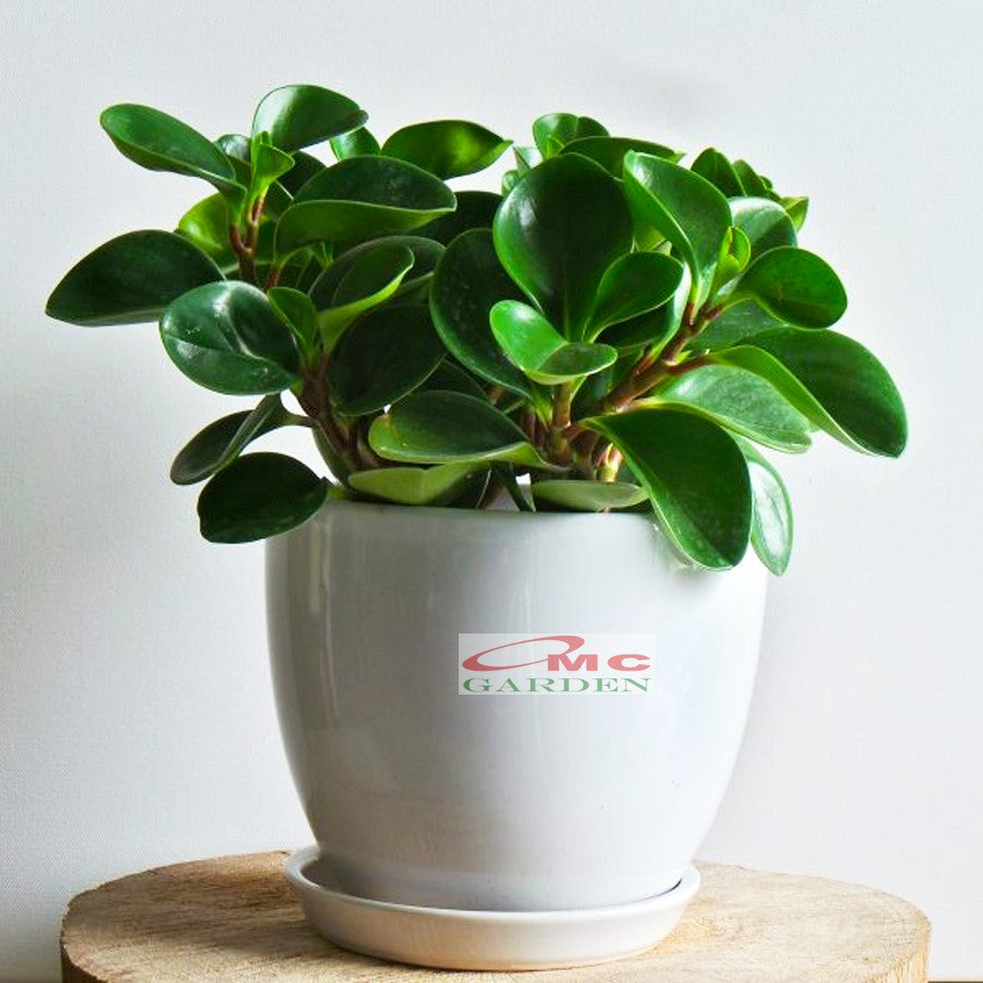 Tanaman Hias Teplan Peperomia Jade Hijau Indoor Air TPL-H-1020