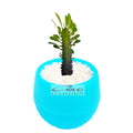 Tanaman Hias Sukulen Sekulen Mini Succulent Kaktus plus Pot Bola Warna SKLN-011-015