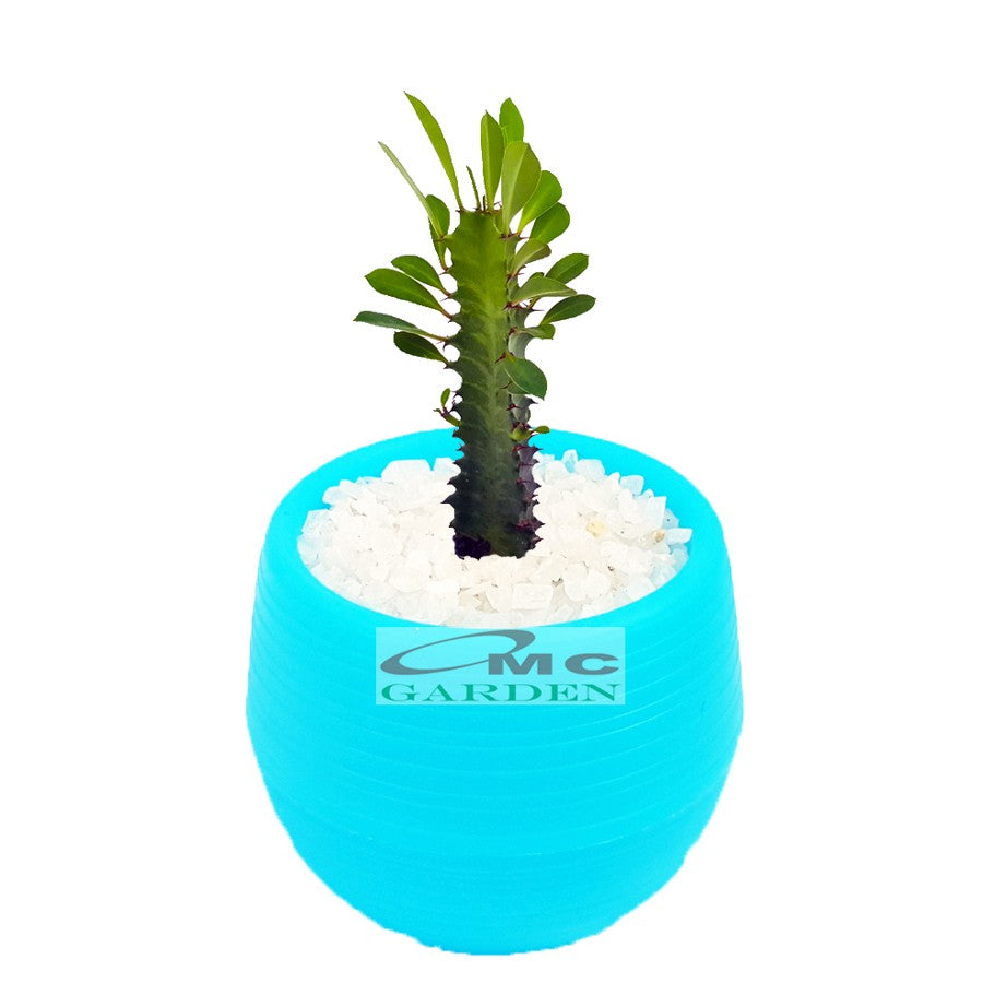 Tanaman Hias Sukulen Sekulen Mini Succulent Kaktus plus Pot Bola Warna SKLN-011-015
