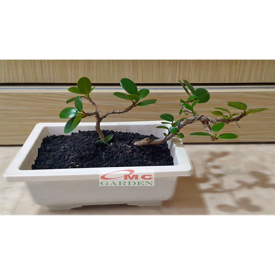 Tanaman Hias Pohon Bonsai Mame Beringin Korea Mini Dolar B-BK-015