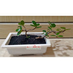 Tanaman Hias Pohon Bonsai Mame Beringin Korea Mini Dolar B-BK-015
