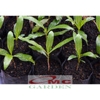 Bibit Tanaman Pohon Mengkudu Noni Pace Tanaman Obat Herbal MKD-2030