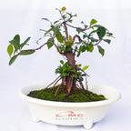 Tanaman Beringin Lokal Local Iprik Kimeng Bibit Berakar Bonsai Ficus BR-3040
