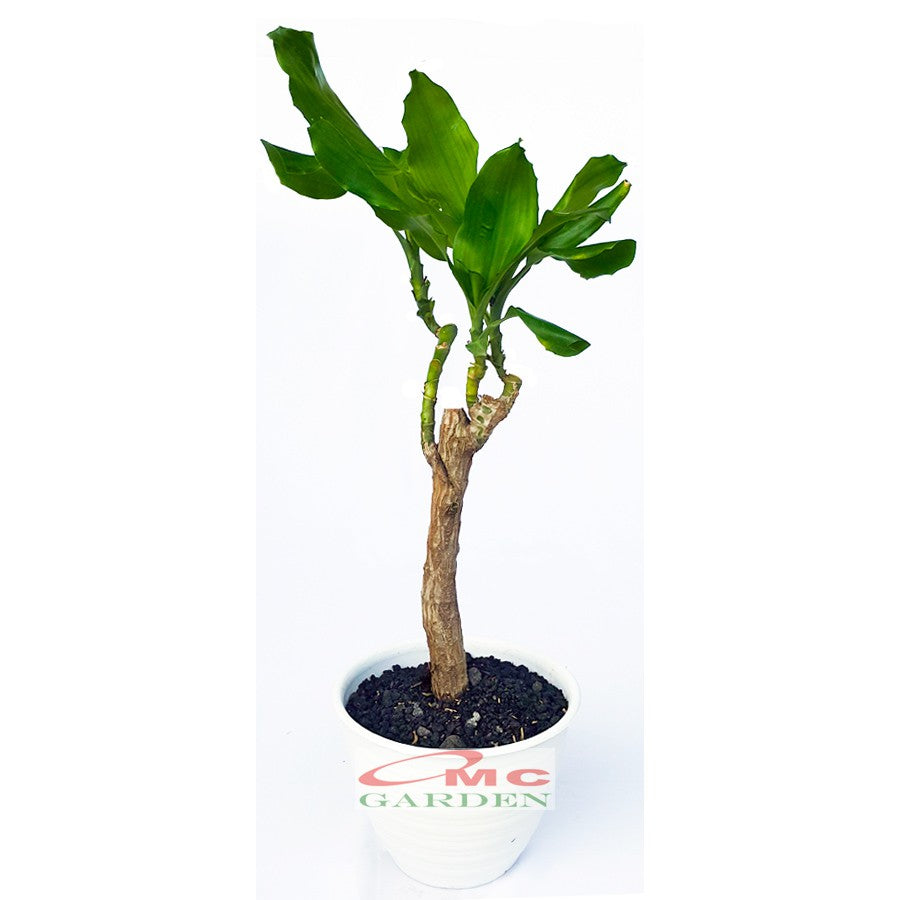 Bonsai Dracaena Fragrans Massangeana Corn Plant Hijau Hanjuang B-DFM-004