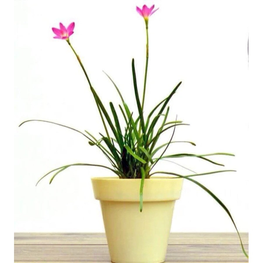 Tanaman Hias Lili Lily Hujan Peri Kucai Kacay Tulip Bawang Bawangan Pink Merah Muda Jambu LLH-PINK-1