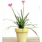 Tanaman Hias Lili Lily Hujan Peri Kucai Kacay Tulip Bawang Bawangan Pink Merah Muda Jambu LLH-PINK-1