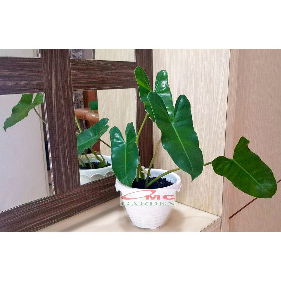 Philodendron Philo Brekele Burle Marx Tanaman Hias PBR-001