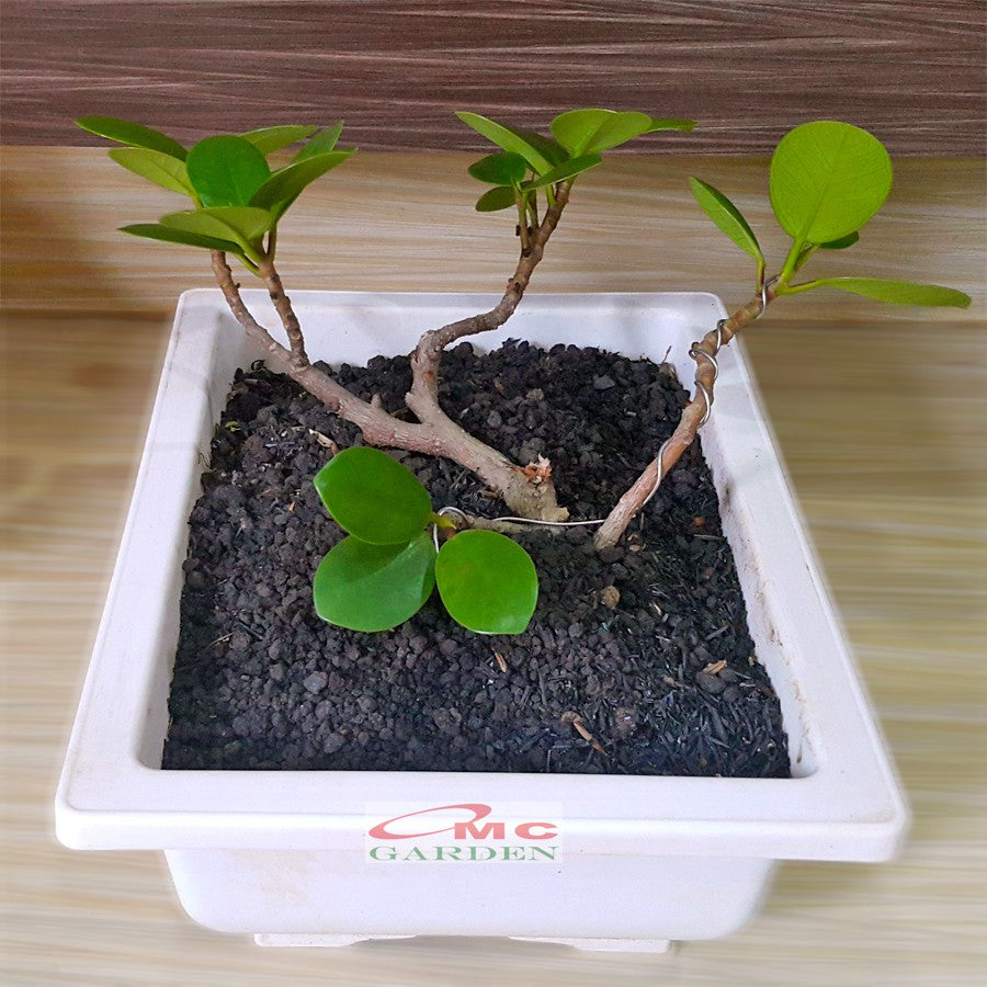 Tanaman Hias Pohon Bonsai Mame Beringin Korea Mini Dolar B-BK-014