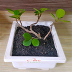 Tanaman Hias Pohon Bonsai Mame Beringin Korea Mini Dolar B-BK-014