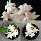 Bonsai Bonsae Bunga Melati Putih Wangi Harum Jasminum Sambac Tanaman Hias 002