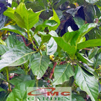Bibit Tanaman Pohon Mengkudu Noni Pace Tanaman Obat Herbal MKD-5060
