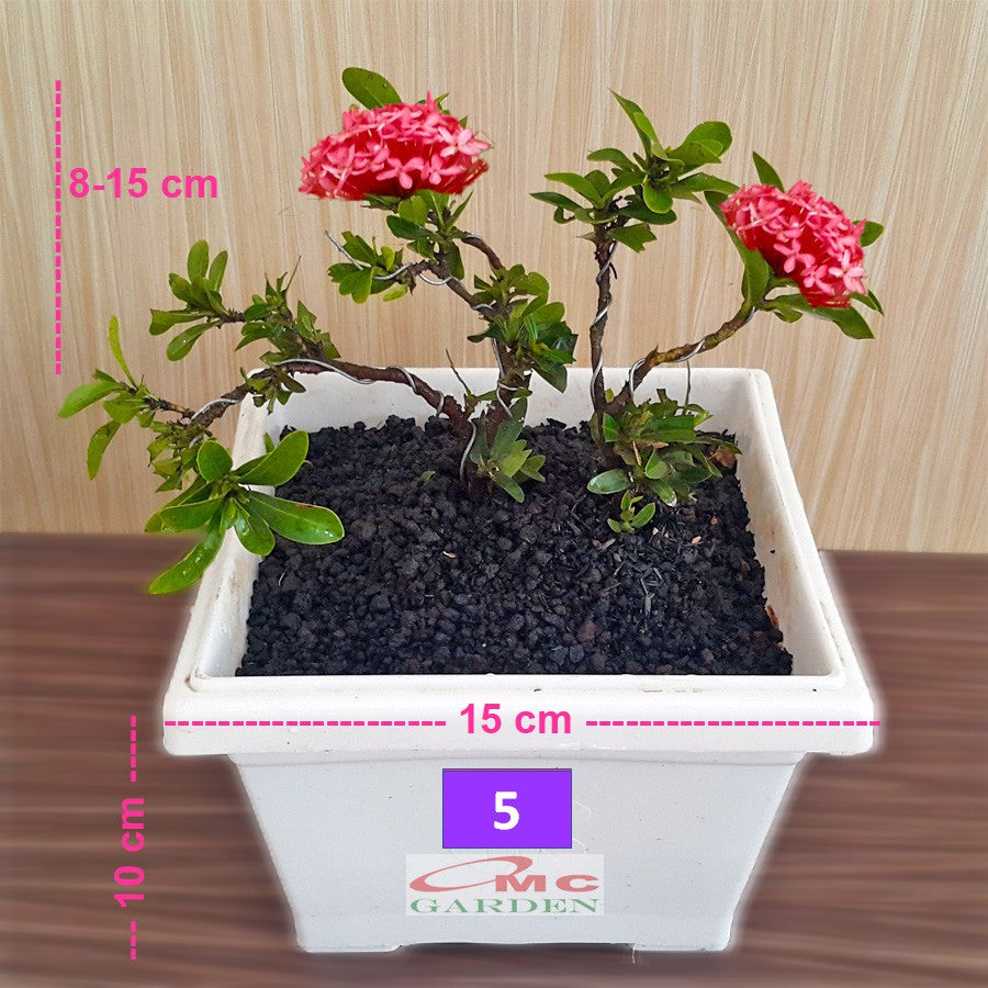 Tanaman Hias Bonsai Bonsae Mame Soka Mini Asoka Jepang Ixora Pink Jambon Merah Muda B-SMP-009
