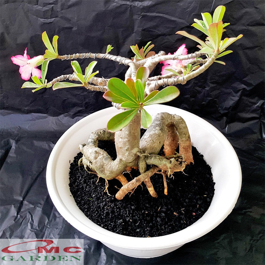 Tanaman Hias Bonsai Adenium Arabicum Obesum Kamboja Jepang B-KJ-001TP