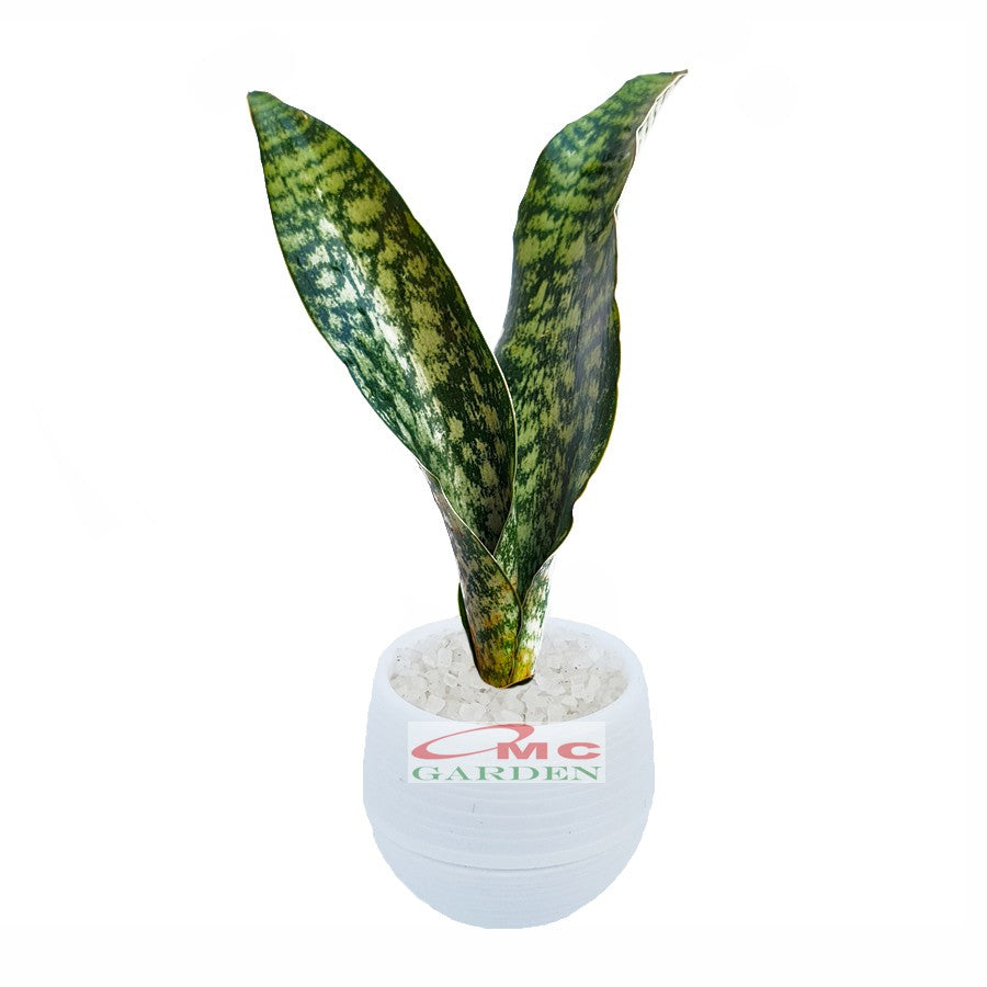 Lidah Mertua Sansevieria Sansivera Sansiviera Sansiviera Sensiviera Futura Hijau Tua Zebra 1020