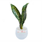 Lidah Mertua Sansevieria Sansivera Sansiviera Sansiviera Sensiviera Futura Hijau Tua Zebra 3040