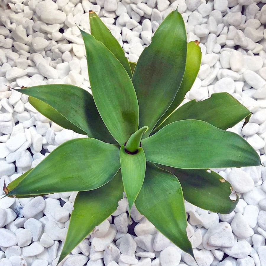Siklok Hijau Bunga Cinta Agave Attenuata Nanas Nanasan Tanaman Hias Bibit SIKLOK-0510