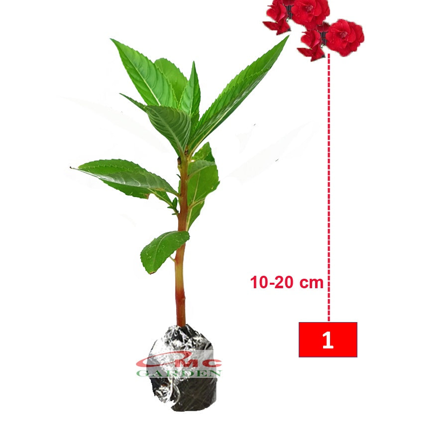 Bibit Tanaman Hias Kembang Bunga Pacar Air Merah Tumpuk PACAR-1020