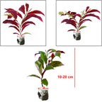 Sambang Darah Dara Sampang Getih Remek Daging Chinese Croton Merah Putih Bibit Tanaman Hias Obat Herbal 1020