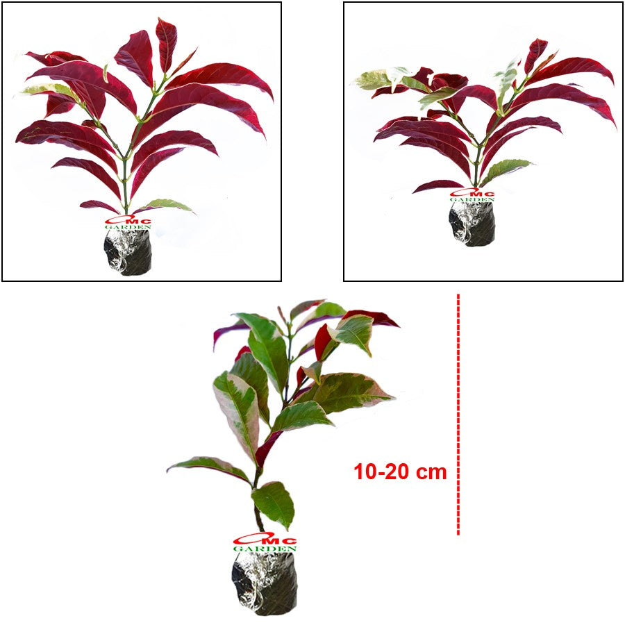 Sambang Darah Dara Sampang Getih Remek Daging Chinese Croton Merah Putih Bibit Tanaman Hias Obat Herbal 1020